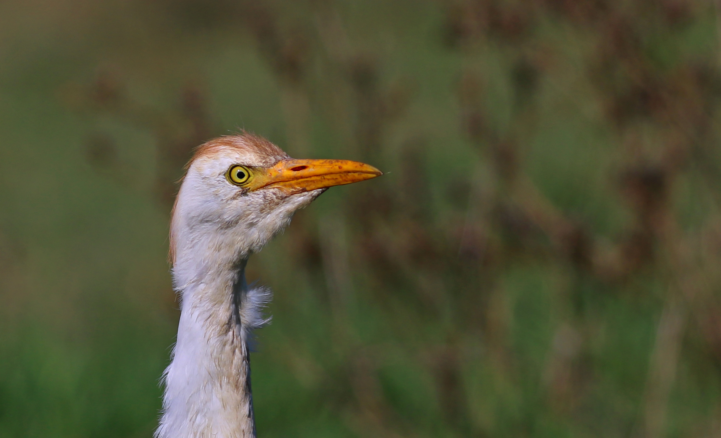 Cattle Egret